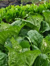 팜모닝 배추·병해충상담 게시글 이미지