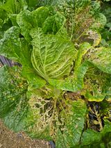 팜모닝 배추·병해충상담 게시글 이미지