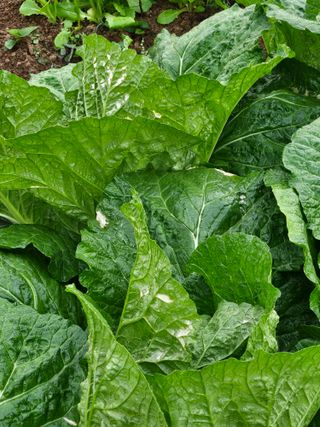 최正식(南昔)님의 배추 · 병해충상담 작성글 사진