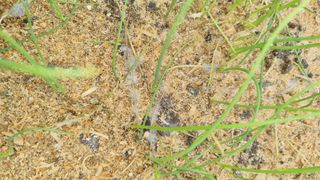 배향운님의 양파 · 병해충상담 작성글 사진