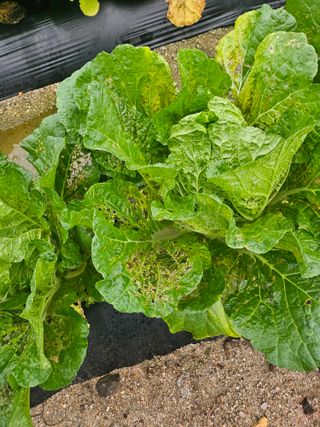 윤재하님의 배추 · 병해충상담 작성글 사진