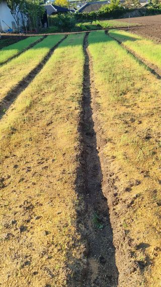 배향운님의 양파 · 병해충상담 작성글 사진