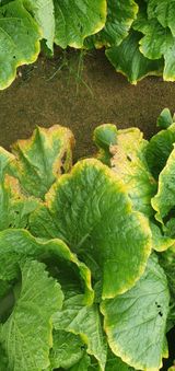 팜모닝 배추·병해충상담 게시글 이미지