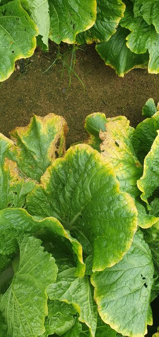 김기철님의 배추 · 병해충상담 작성글 사진