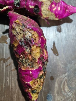 정덕균님의 고구마 · 병해충상담 작성글 사진