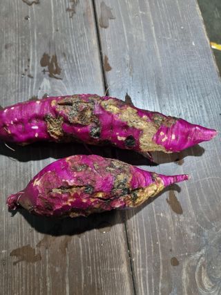 정덕균님의 고구마 · 병해충상담 작성글 사진