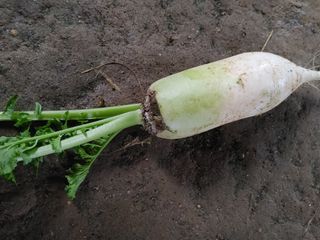 Windy1983님의 기타작물 · 병해충상담 작성글 사진