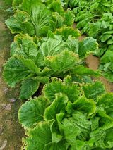 팜모닝 배추·병해충상담 게시글 이미지