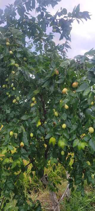 살구15128님의 기타작물 · 병해충상담 작성글 사진