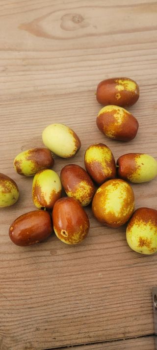 살구15128님의 기타작물 · 병해충상담 작성글 사진