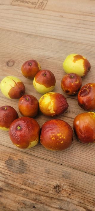 살구15128님의 기타작물 · 병해충상담 작성글 사진