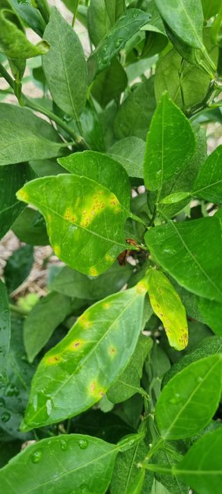 오동환님의 귤 · 병해충상담 작성글 사진