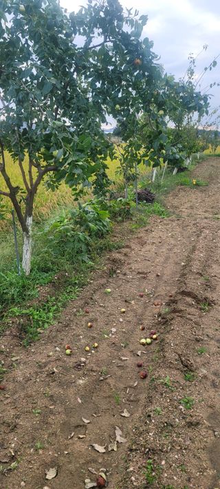 살구15128님의 기타작물 · 병해충상담 작성글 사진