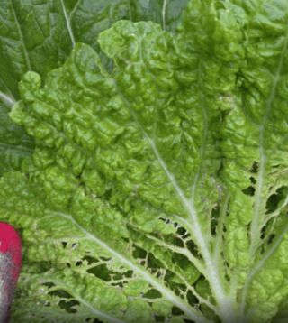 피켐님의 배추 · 병해충상담 작성글 사진