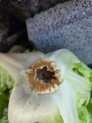 류수천님의 배추 · 병해충상담 작성글 사진