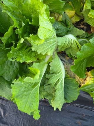 류수천님의 배추 · 병해충상담 작성글 사진