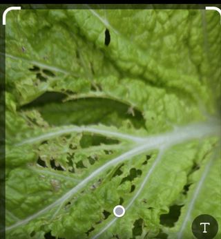 피켐님의 배추 · 병해충상담 작성글 사진