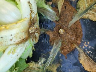 류수천님의 배추 · 병해충상담 작성글 사진