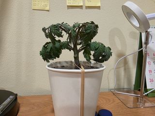 토기님의 토마토 · 병해충상담 작성글 사진