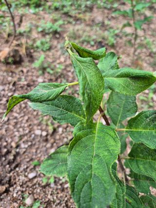 박광태님의 기타작물 · 병해충상담 작성글 사진