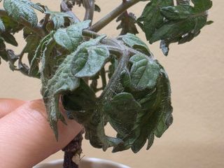 토기님의 토마토 · 병해충상담 작성글 사진