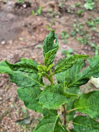 박광태님의 기타작물 · 병해충상담 작성글 사진