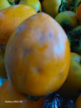 팜모닝 감·병해충상담 게시글 이미지