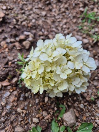 박광태님의 기타작물 · 병해충상담 작성글 사진