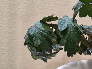 토기님의 토마토 · 병해충상담 작성글 사진