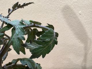 토기님의 토마토 · 병해충상담 작성글 사진