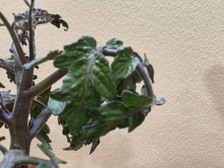 토기님의 토마토 · 병해충상담 작성글 사진