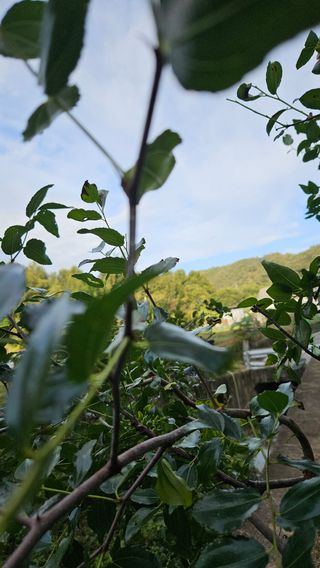 구라파님의 기타작물 · 병해충상담 작성글 사진