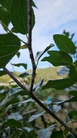 팜모닝 기타작물·병해충상담 게시글 이미지