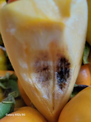 참깨7881님의 감 · 병해충상담 작성글 사진