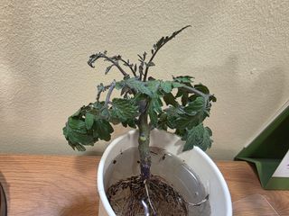 토기님의 토마토 · 병해충상담 작성글 사진