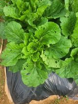 팜모닝 배추·병해충상담 게시글 이미지