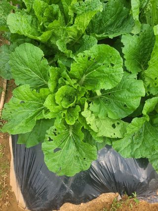 호박17818님의 배추 · 병해충상담 작성글 사진