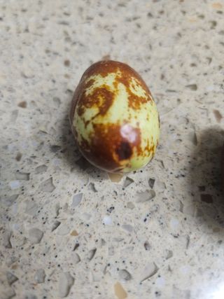 효원농원님의 기타작물 · 병해충상담 작성글 사진