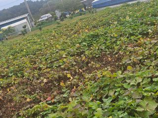 꿀달고구마님의 고구마 · 병해충상담 작성글 사진