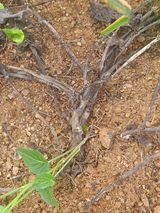 팜모닝 고구마·병해충상담 게시글 이미지