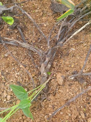 꿀달고구마님의 고구마 · 병해충상담 작성글 사진