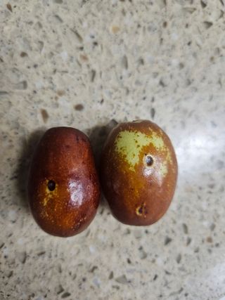 효원농원님의 기타작물 · 병해충상담 작성글 사진