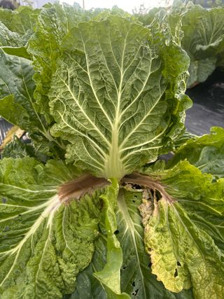 최윤호님의 배추 · 병해충상담 작성글 사진