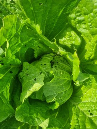 강은님의 배추 · 병해충상담 작성글 사진