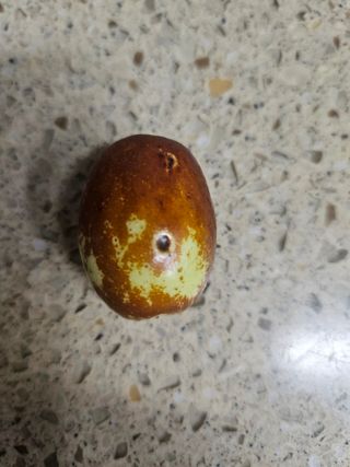 효원농원님의 기타작물 · 병해충상담 작성글 사진