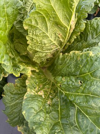 최윤호님의 배추 · 병해충상담 작성글 사진