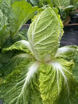 팜모닝 배추·병해충상담 게시글 이미지