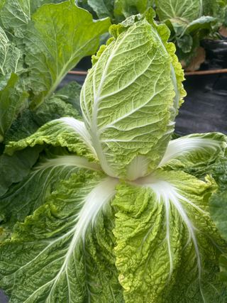 최윤호님의 배추 · 병해충상담 작성글 사진