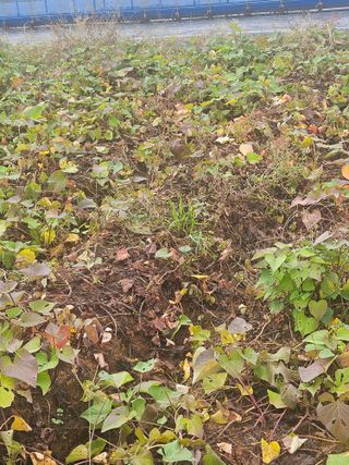 꿀달고구마님의 고구마 · 병해충상담 작성글 사진