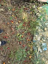 팜모닝 기타작물·병해충상담 게시글 이미지